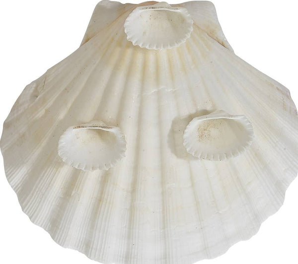 HS Seashells - Irish Deep 4" Serving Dish W/ Shell Legs